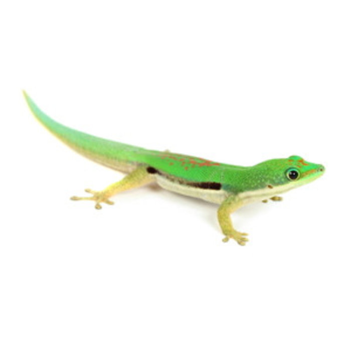 Phelsuma lineata