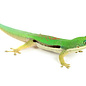 Phelsuma lineata