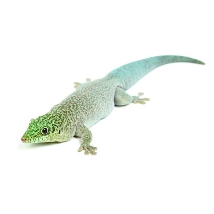 Phelsuma standingi