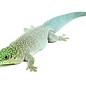 Phelsuma standingi