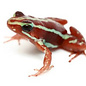Epipedobates anthonyi