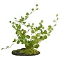 Button Fern