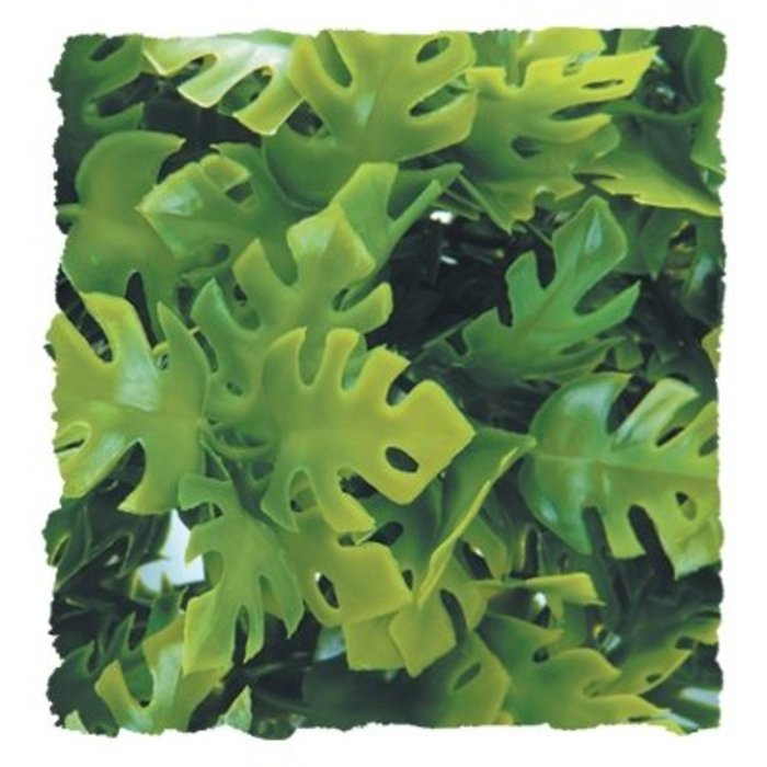Large Amazonian Phyllo
