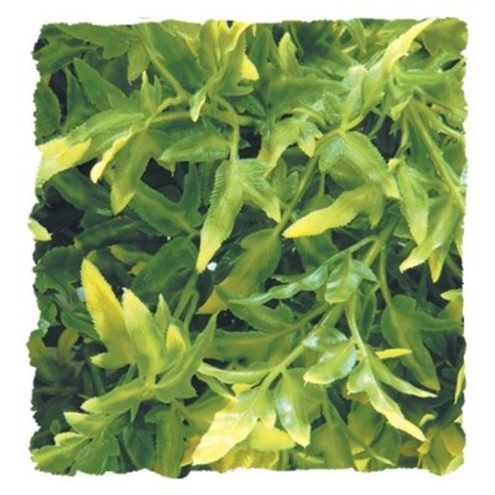 Small Amazonian Phyllo