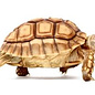 Centrochelys (Geochelone) sulcata