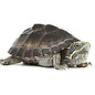Sternotherus odoratus  3-4 cm (muskus schildpad