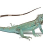 Iguana iguana, blauw 25-30cm