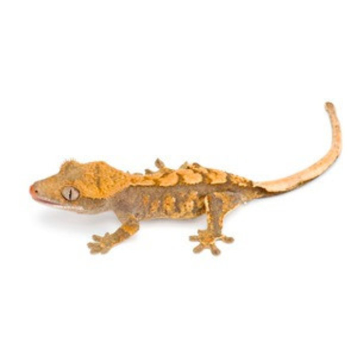 Correlophus (Rhacodactylus) ciliatus,mix morph, juvénile non sexable