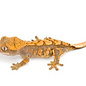 Correlophus (Rhacodactylus) ciliatus, morph mix, jong