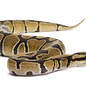 Python regius 30-35cm