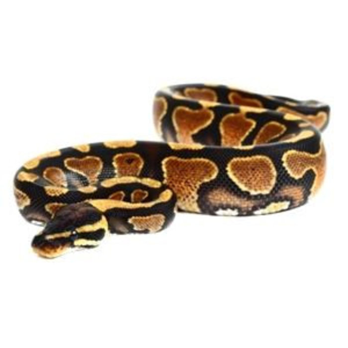 Python regius, yellow belly, man 25-30c m
