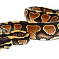 Python regius, yellow belly, man 25-30 cm