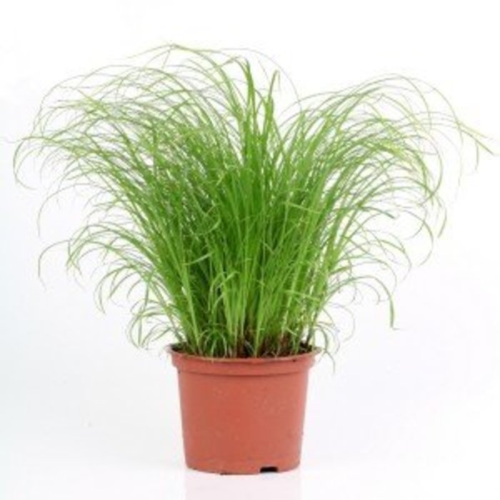 Herbe a chat par 8 GN Code: 0602 90 9990