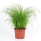 Herbe a chat par 8 GN Code: 0602 90 9990