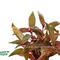 Alternanthera Lilachina 10st (B020)