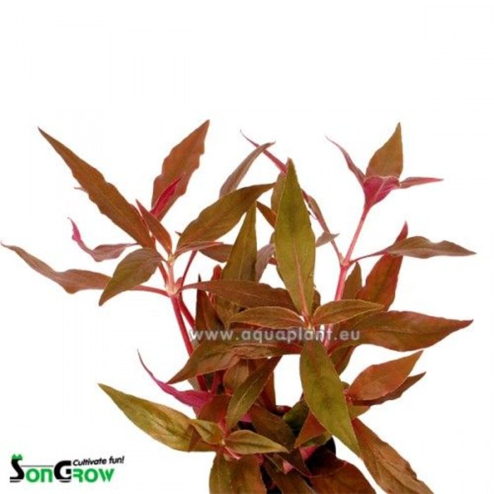 Alternanthera Cardinalis 10st (B010)