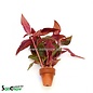 Alternanthera Cardinalis 10st (TC010)