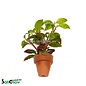 Alternanthera Bettzickiana Rood 10st (TC037)