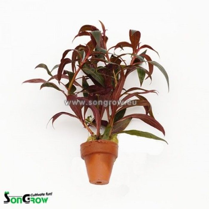Ludwigia Perennis 10st (TC250)