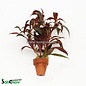 Ludwigia Perennis 10st (TC250)