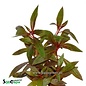 Ludwigia Perennis 10st (B250)