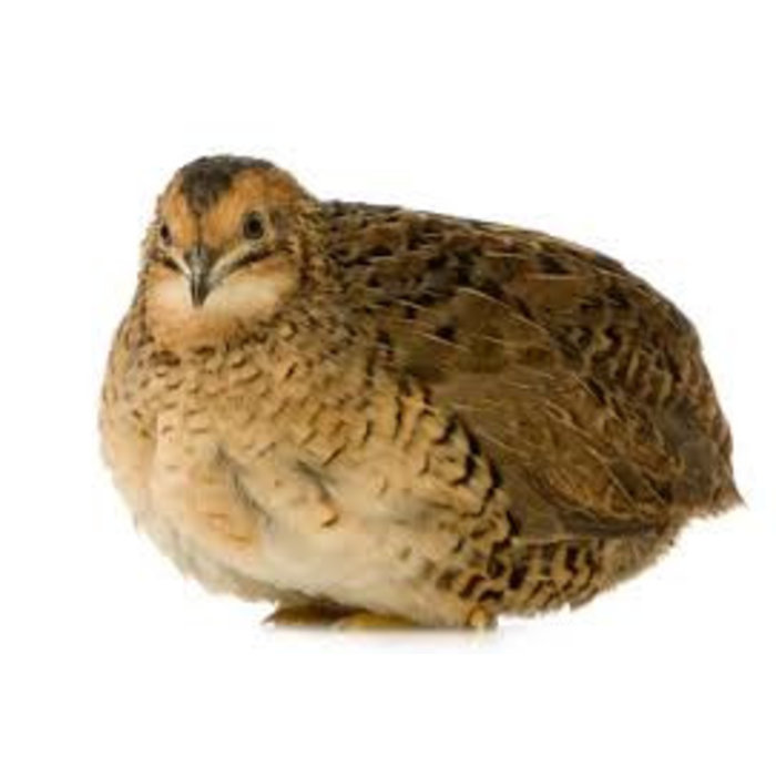 Caille peinte (Coturnix chinensis) Couple GN-Code:0106 39 80