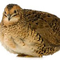 Caille peinte (Coturnix chinensis) Couple GN-Code:0106 39 80