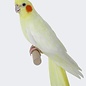 Valkparkiet Wit