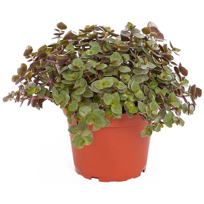 Callisia repens 10pc GN Code: 0602 90 9990