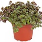 Callisia repens 10pc GN Code: 0602 90 9990