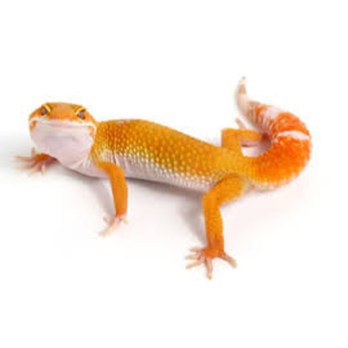 Eublepharis macularius morph mix bebe