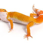 Eublepharis macularius morph mix bebe