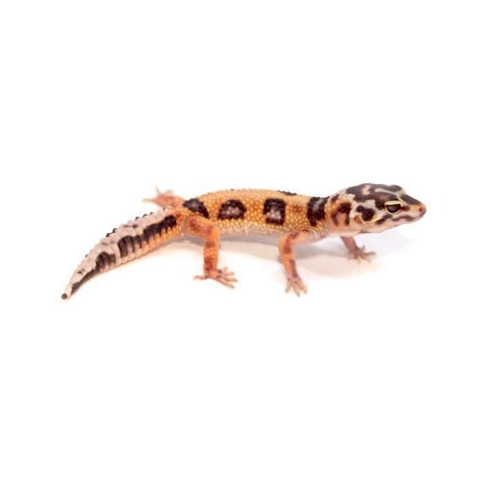 Eublepharis macularius morph mix bebe