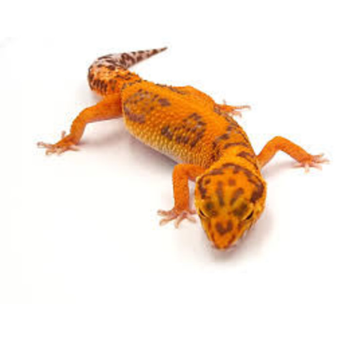 Eublepharis macularius morph mix bebe
