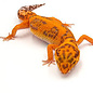 Eublepharis macularius morph mix jong