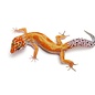 Eublepharis macularius morph mix bebe