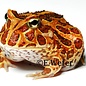 Ceratophyrys Cranwelli "HI-RED"