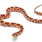 Pantherophis Guttatus "mix" Large