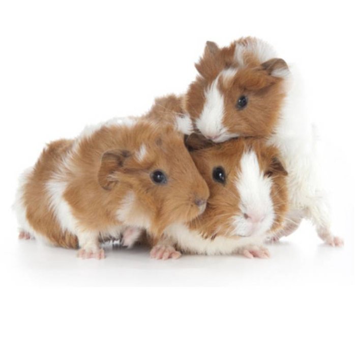Cavia Borstel (Abyssinian) GN-Code:0106 19 00
