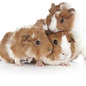 Meerschwein Abessinien GN-Code:0106 19 00
