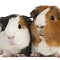 Cavia Gladhaar GN-Code:0106 19 00