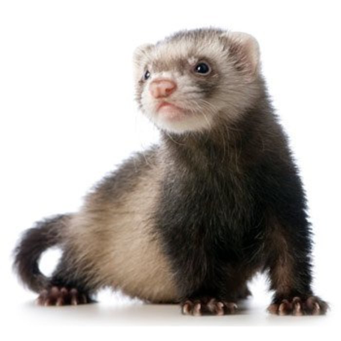 Furet