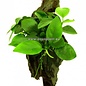 Anubias sur bois S (1537)