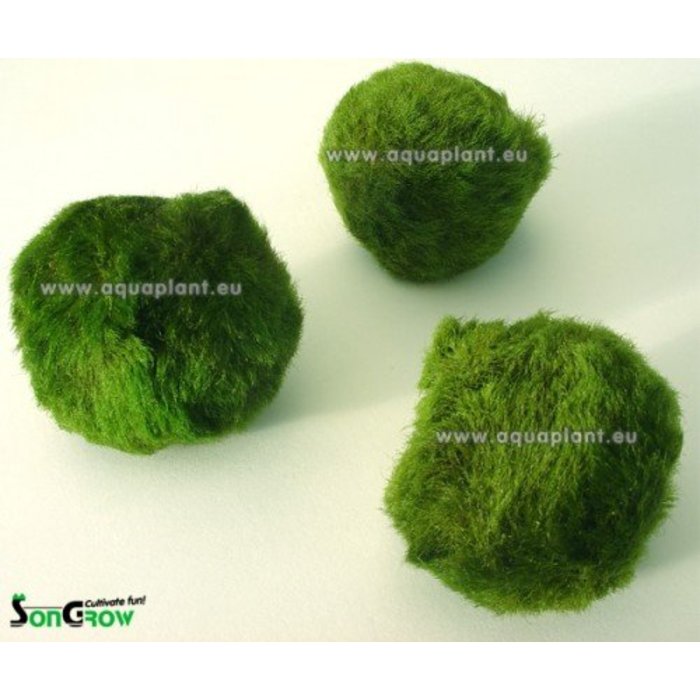 Chladoflora Aegagropila Mini 1-3 cm 10 stuks (50680