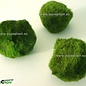 Chladoflora Aegagropila Mini 1-3 cm 10 pieces  (50680