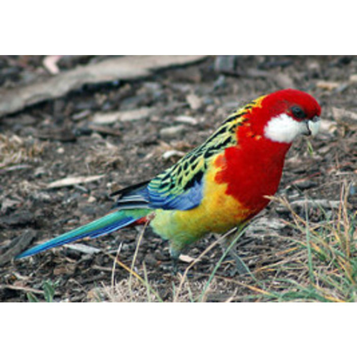 Pracht Rosella (Platycercus elegans)