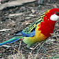 Pracht Rosella (Platycercus elegans)