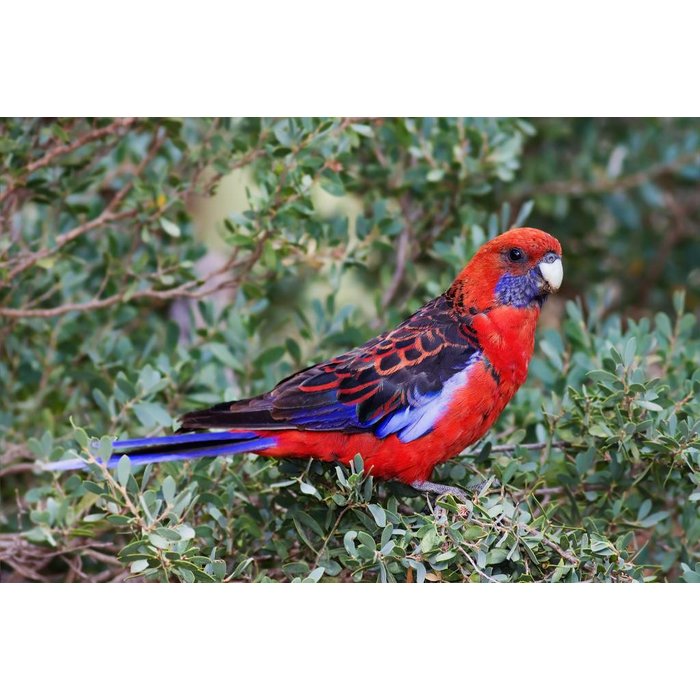 Pennant Rosella (Platycercus Elegans)