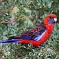 Pennant Rosella (Platycercus Elegans)