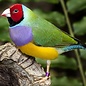 Gouldamadine (Chloebia Gouldiae)